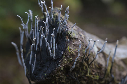 Xylaria hypoxylon OK.. I just love this name. It sounds like something off of Star Trek. Geotagged,United States,Xylaria hypoxylon