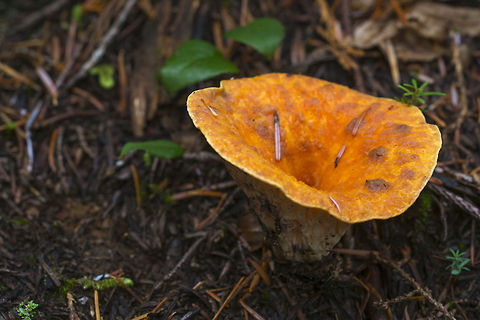 Shaggy Chanterelle ☠ Though it's common name calls it a chanterelle, this mushroom is not edible. It won't kill you, but it will not make you a happy camper either.  Geotagged,Gomphus floccosus,Shaggy Chanterelle,Turbinellus floccosus,United States,Woolly chanterelle