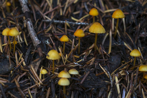 Scarlet Fairy Helmet hmmmm seems more orange than scarlet to me, but hey, I've actually managed to put a name to a mycena, so I won't complain Geotagged,Mycena strobilinoides,United States