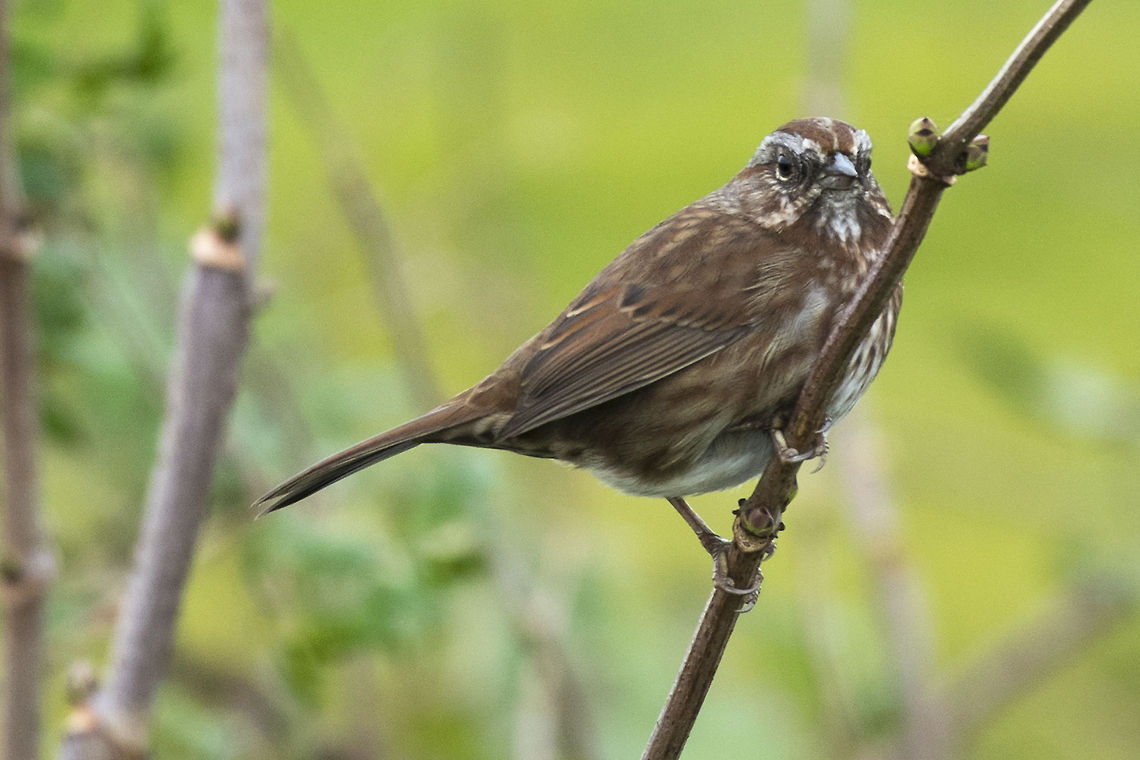 Song Sparrow one of our infamous "little brown birds" Geotagged,Melospiza melodia,Song Sparrow,United States