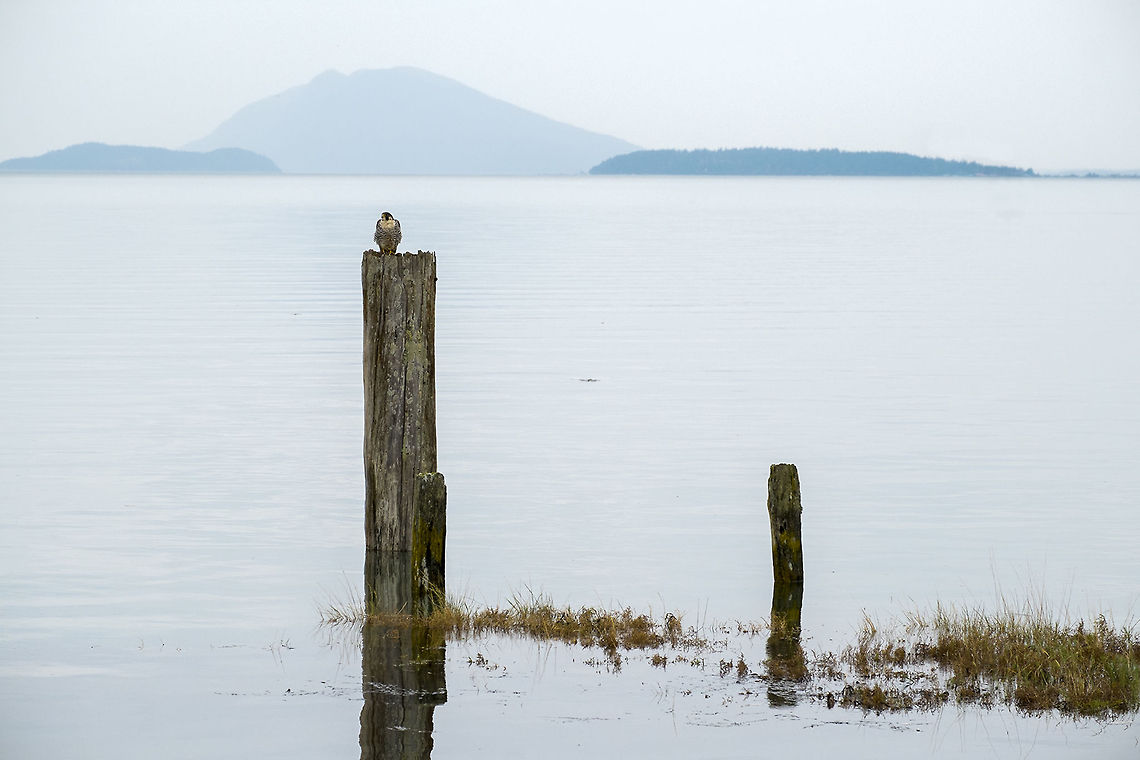 Waiting peregrine These Puget Sound peregrines are the largest subspecies of peregrine falcons. They are year round residents, they do not migrate.  Falco peregrinus,Geotagged,Peregrine Falcon,United States