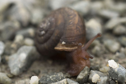 Pacific Sideband Snail Look up "love darts" - I dare you :p Geotagged,Monadenia fidelis,United States