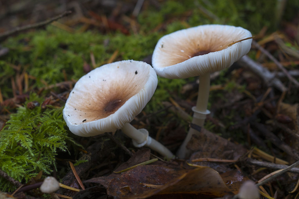 Lepiota rubrotincta Also called Leucoagaricus rubrotinctus. Non-edible, fairly distinctive, so not too hard to identify, because of the striking pattern on the cap. Geotagged,Leucoagaricus rubrotinctus,United States