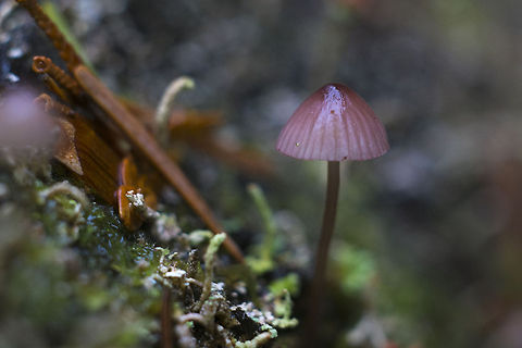 Red Mycena  Geotagged,United States
