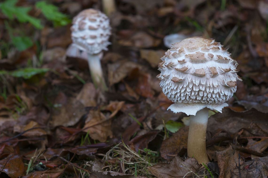 Young Shaggy Parasol mushrooms These are edible! but I&#039;m still too chicken to try :p<br />
<br />
Interesting tidbit - the satellite view of the island shows a large house on the island that&#039;s been removed. Geotagged,Macrolepiota procera,Parasol mushroom,United States