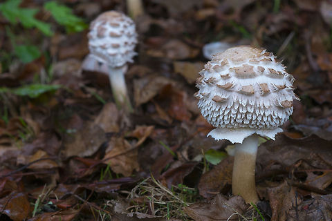 Young Shaggy Parasol mushrooms These are edible! but I'm still too chicken to try :p

Interesting tidbit - the satellite view of the island shows a large house on the island that's been removed. Geotagged,Macrolepiota procera,Parasol mushroom,United States