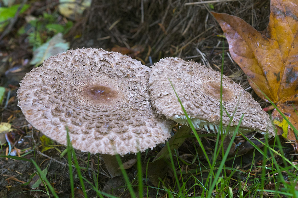 Mature Shaggy Parasol mushrooms  Geotagged,Macrolepiota procera,Parasol mushroom,United States