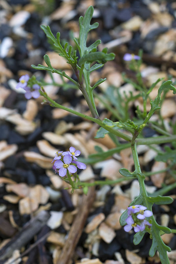 Sea Rocket A member of the brassica family. The leaves are edible. Cakile maritima,Fall,Geotagged,United States