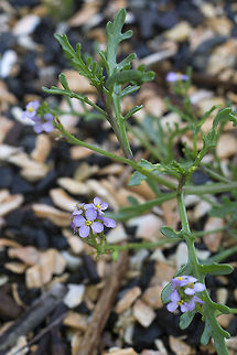 Sea Rocket A member of the brassica family. The leaves are edible. Cakile maritima,Fall,Geotagged,United States