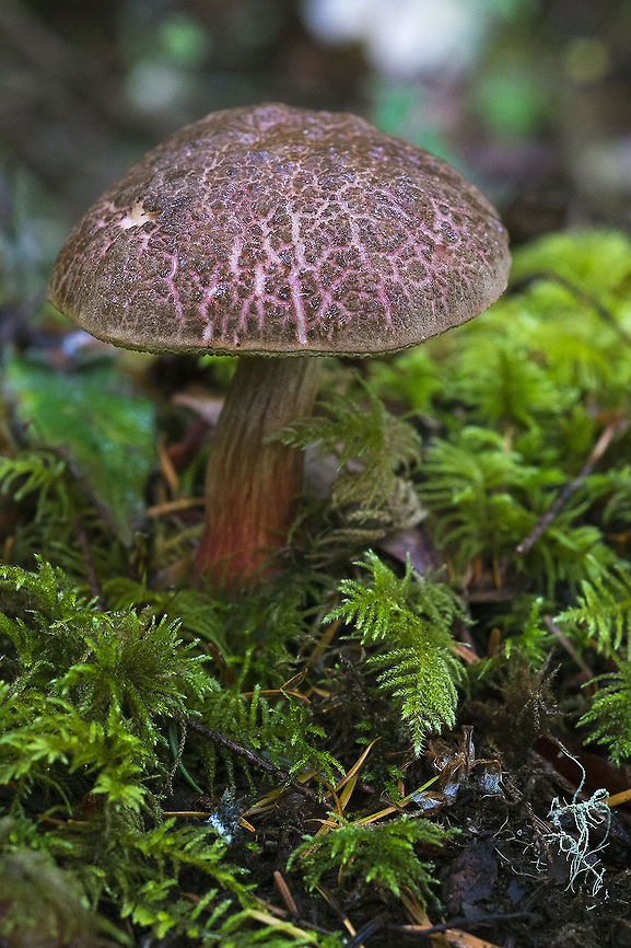 Red Cracking Bolete Wow - another edible. This photo was taken at Washington's newest state park. It's a cooperative project between the state and the Swinomish tribe. The land, which used to be private property, was acquired by both and is being jointly managed. The very tip of the park is off limits to any foot traffic as it is a very rare low land meadow known as a "rocky bald" - an area with little top soil due to glaciation that will not support trees, but does support flowers and meadow plants, some of them rare and endangered. As the soil is very, very thin it is extremely susceptible to erosion and damage from even one person walking on it, which is why it is protected. Geotagged,United States,Xerocomellus chrysenteron