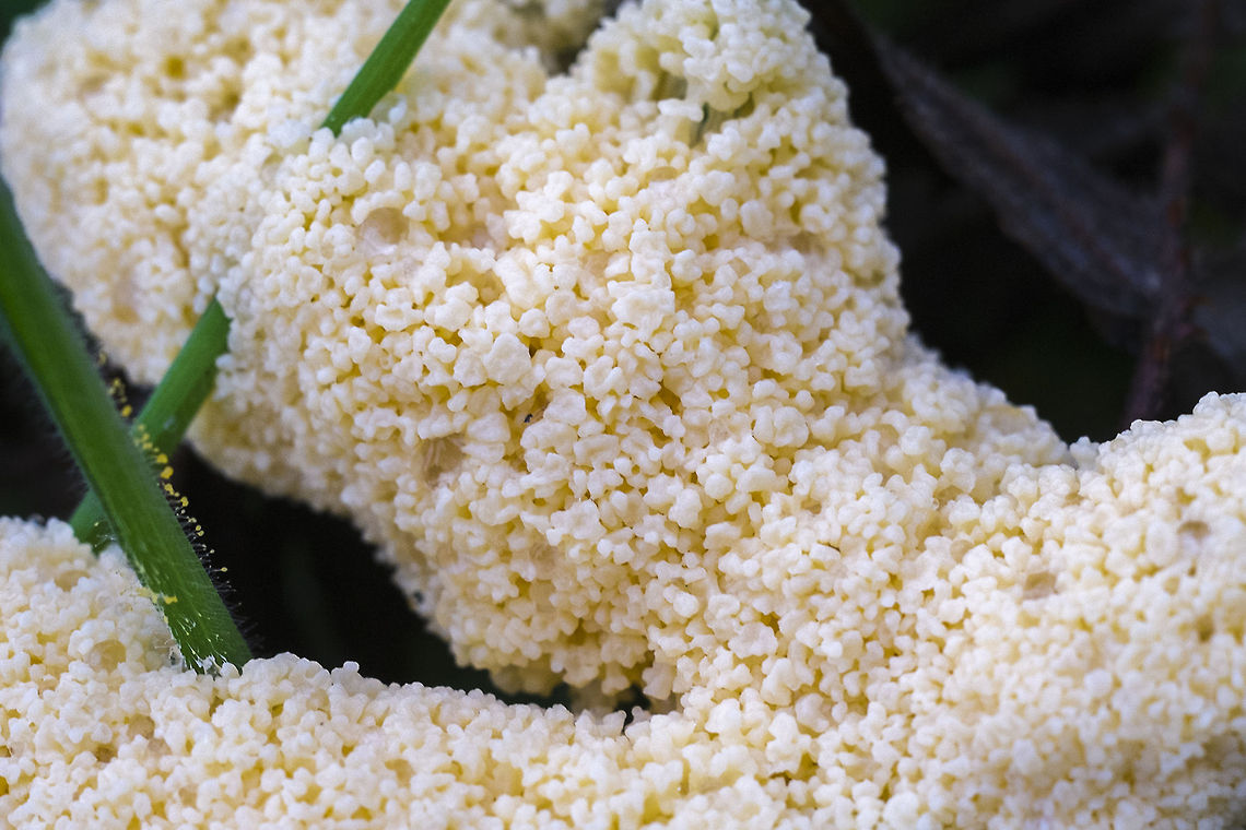 Dog's Vomit Slime Mold This specimen is getting a little old - this slime mold starts out a fairly bright yellow, ages to a buff color before hardening and creating spores. Fuligo septica,Geotagged,United States