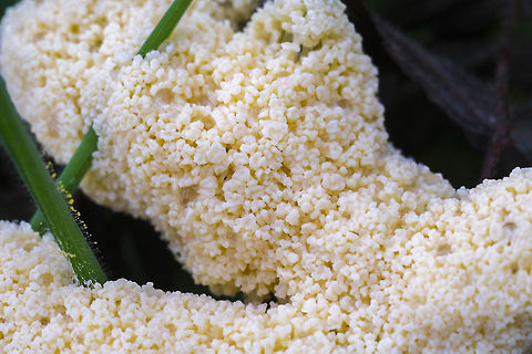 Dog's Vomit Slime Mold This specimen is getting a little old - this slime mold starts out a fairly bright yellow, ages to a buff color before hardening and creating spores. Fuligo septica,Geotagged,United States