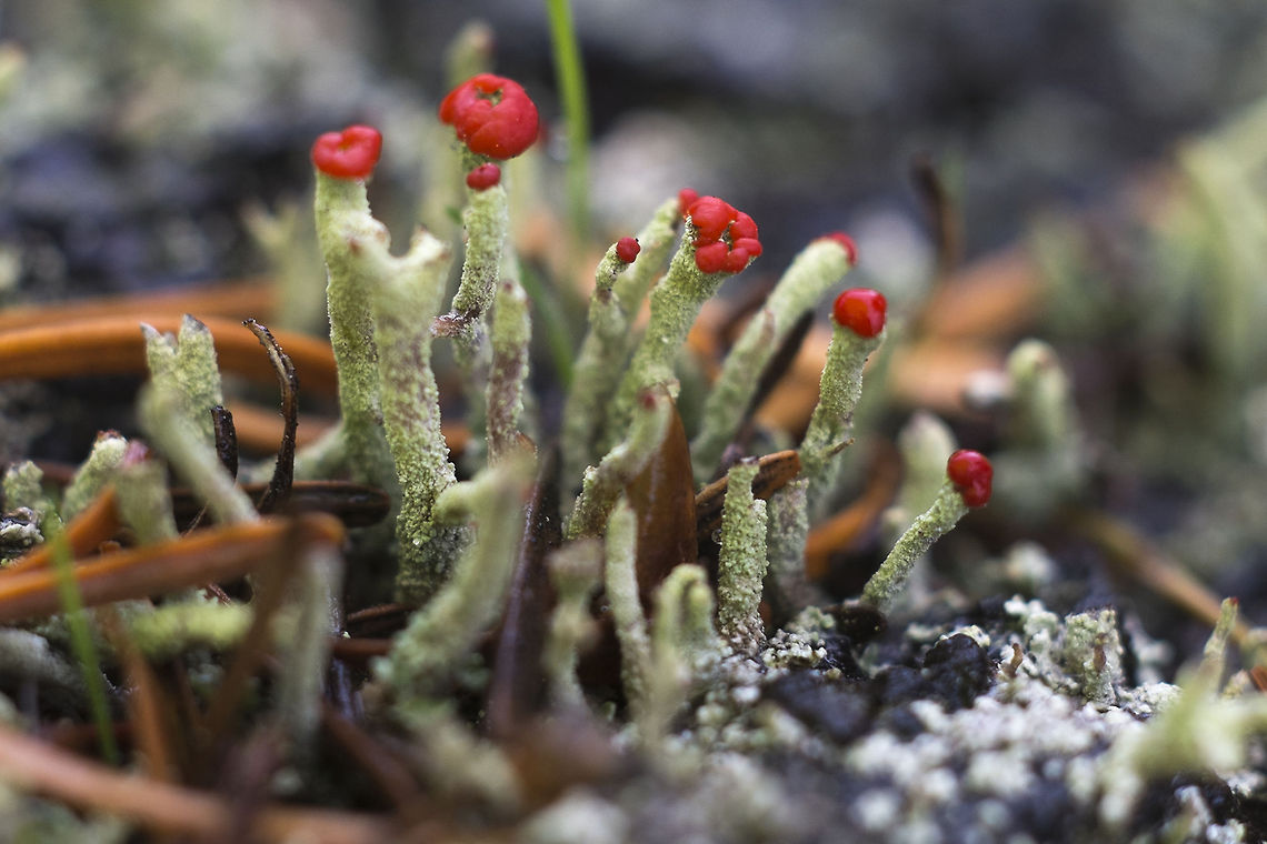 British Soldier Lichen Lichens are an interesting creature - part fungus, part algae living together symbiotically. This one was given the common name of British Soldiers because of its little red hats. It&#039;s the algae that provides the red color. Only the fungal part of the relationship can spore and when it does so, the result is only a fungi, until and unless the algae finds and joins the new fungal growths to form a lichen. Cladonia cristatella,Geotagged,United States