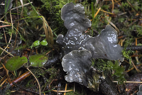 Membranous Dog-lichen Just having a dog day, I guess. This is another interesting lichen I came across. It was growing directly on the ground for the most part and came in two color variations, olive and gray (age related maybe?) Geotagged,Peltigera membranacea,United States