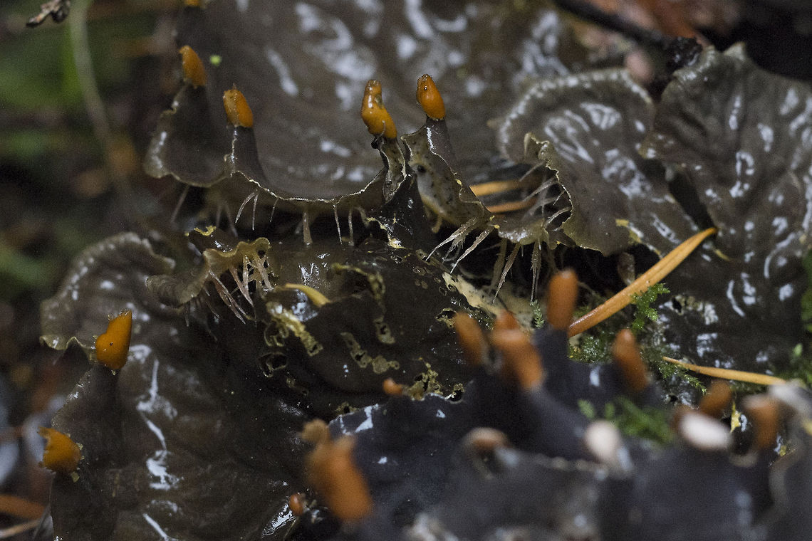 Membranous Dog-lichen fruiting bodies More spore creating bodies on a lichen - but it&#039;s thought that lichens spread more through breakage of the body, because only the fungal portion of the organism can spore and it would have to find and acquire it&#039;s algal symbiont to become a lichen.  Geotagged,Peltigera membranacea,United States