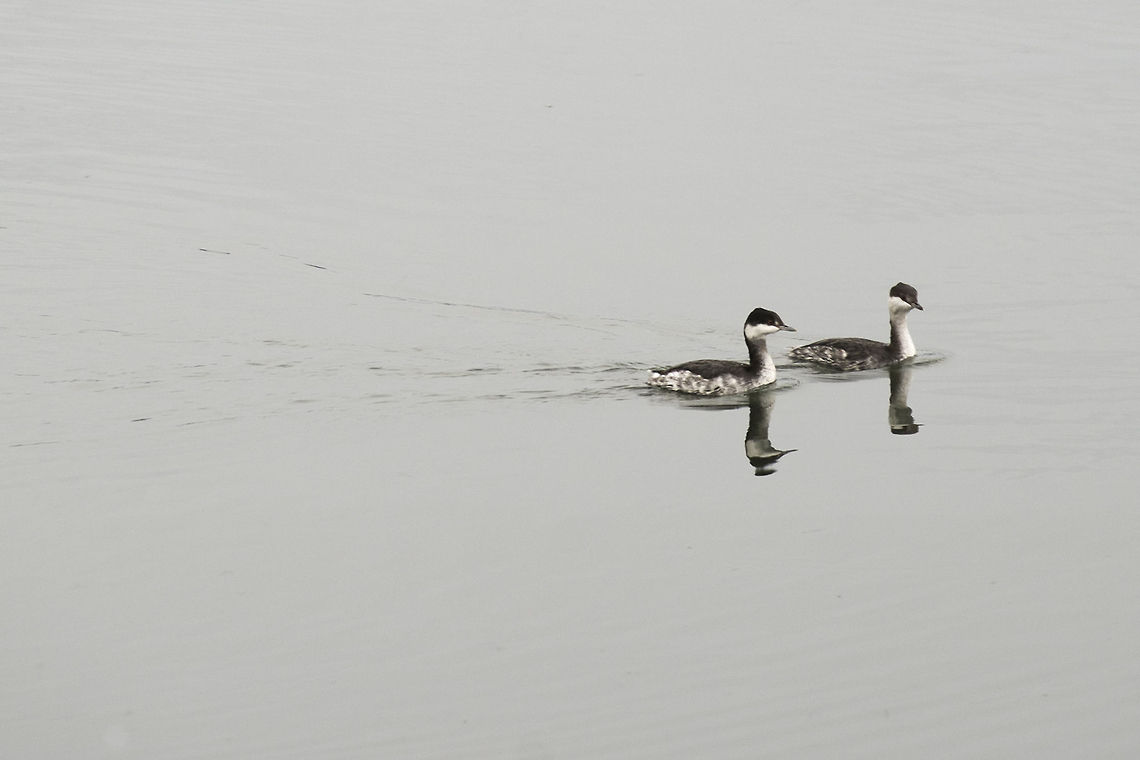 Horned Grebes - Non-breeding plumage When they don&#039;t have their fancy feathers on for breeding season these guys are a bit hard to tell apart from Eared Grebes. Horned Grebes have a less &quot;fluffy&quot; tail and sit lower in the water.  Geotagged,Horned grebe,Podiceps auritus,United States