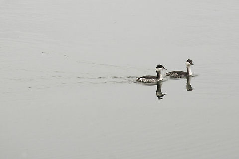 Horned Grebes - Non-breeding plumage When they don't have their fancy feathers on for breeding season these guys are a bit hard to tell apart from Eared Grebes. Horned Grebes have a less "fluffy" tail and sit lower in the water.  Geotagged,Horned grebe,Podiceps auritus,United States