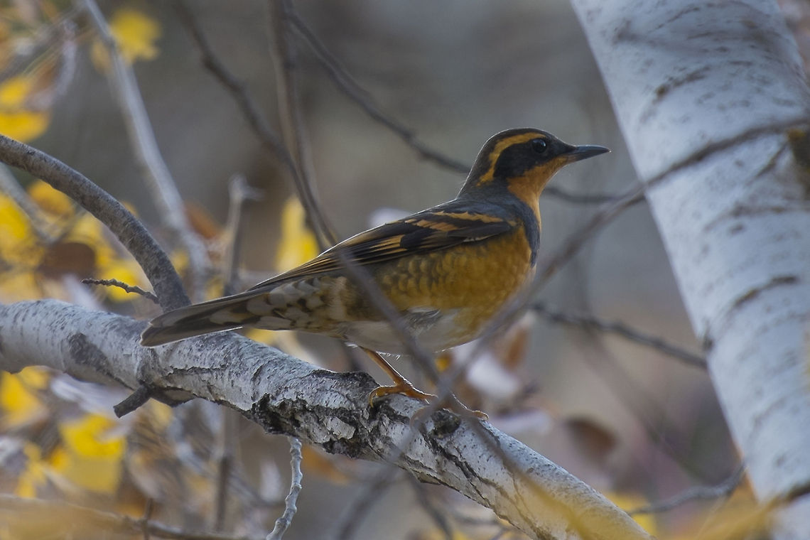 Varied Thrush This bird is probably why, years ago, I bought the Audobon Bird Call CDs. They are fairly shy. I was lucky to have this one stand still for me, but their call is rather distinctive. I needed to know what was making that incredible sound!  Geotagged,Ixoreus naevius,United States,Varied thrush