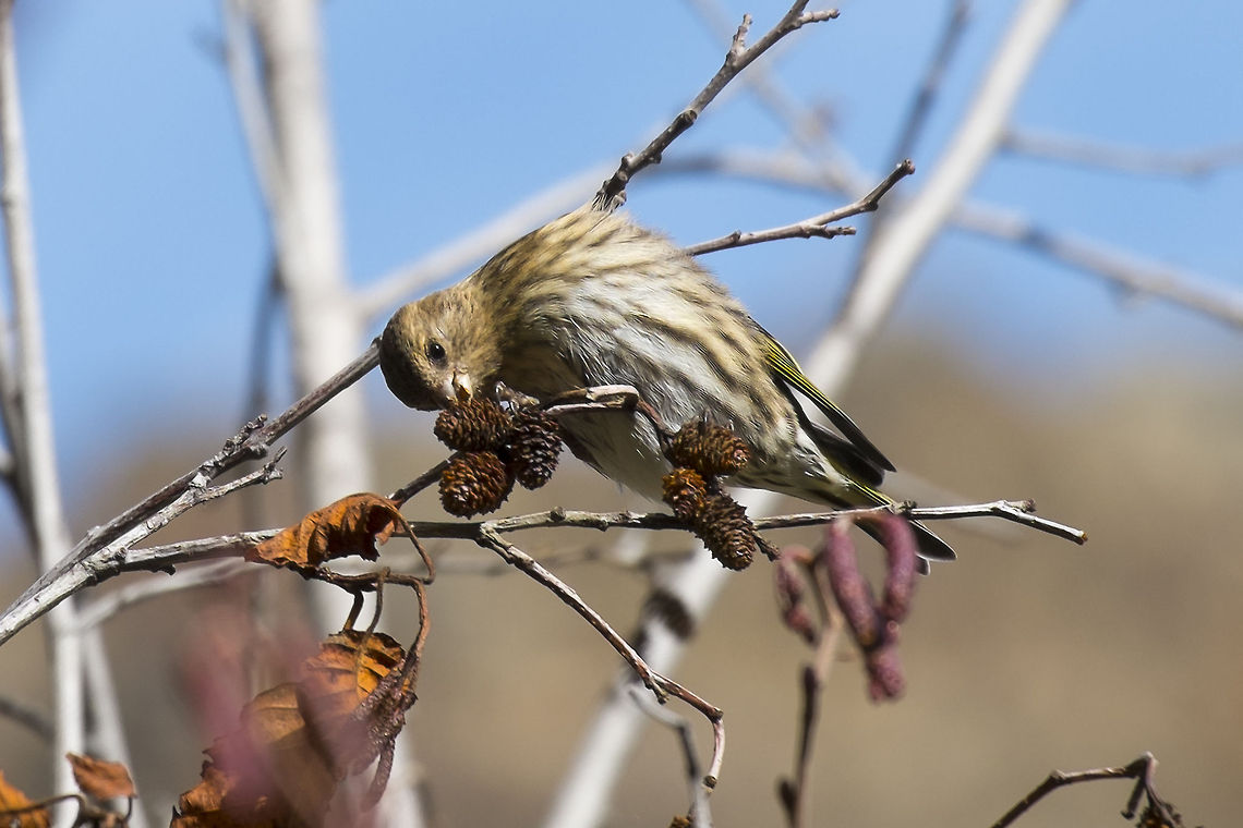 Pine Siskin A little brown birdy with a little yellow. Geotagged,Pine siskin,Spinus pinus,United States