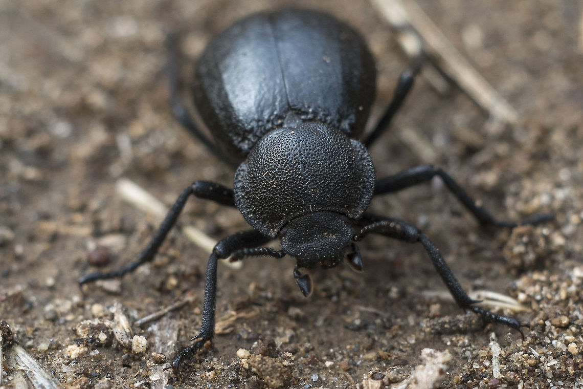Darkling Beetle Darkling beetle of some sort&hellip; I'm not sure if I'll be able to determine exactly which one though. Lol&hellip; there's 1400 species in North America, most of them in the west&hellip; <br />
update: expertise on BugGuide.net has narrowed it down to genus Stenomorpha, but there are still 70 species and little information to drill down further. Geotagged,United States