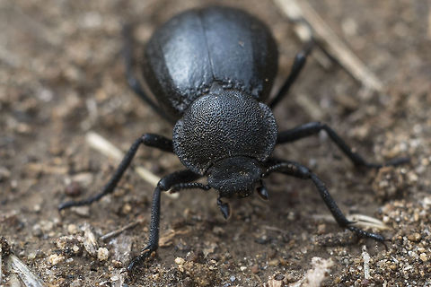 Darkling Beetle Darkling beetle of some sort&hellip; I'm not sure if I'll be able to determine exactly which one though. Lol&hellip; there's 1400 species in North America, most of them in the west&hellip; 
update: expertise on BugGuide.net has narrowed it down to genus Stenomorpha, but there are still 70 species and little information to drill down further. Geotagged,United States