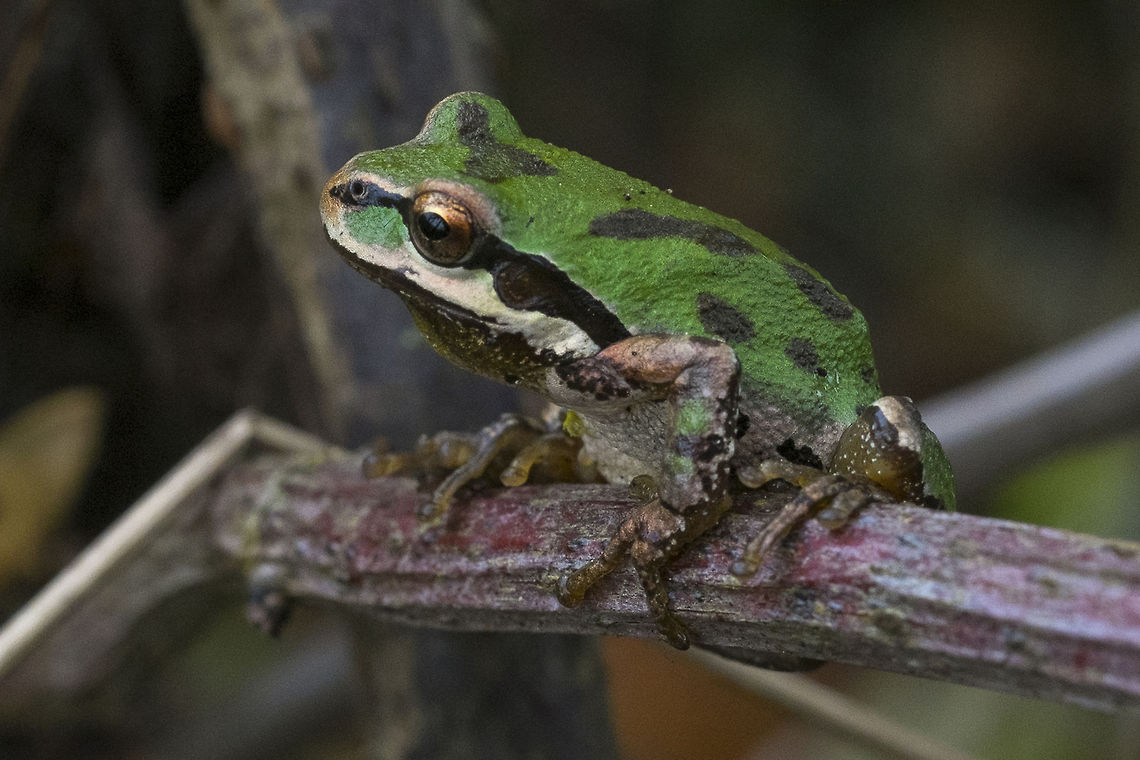 Pacific Chorus Frog  Geotagged,Pacific tree frog,Pseudacris regilla,United States