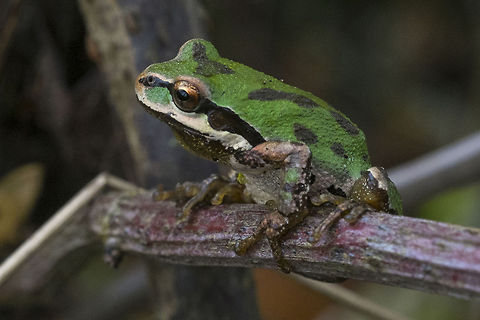 Pacific Chorus Frog  Geotagged,Pacific tree frog,Pseudacris regilla,United States