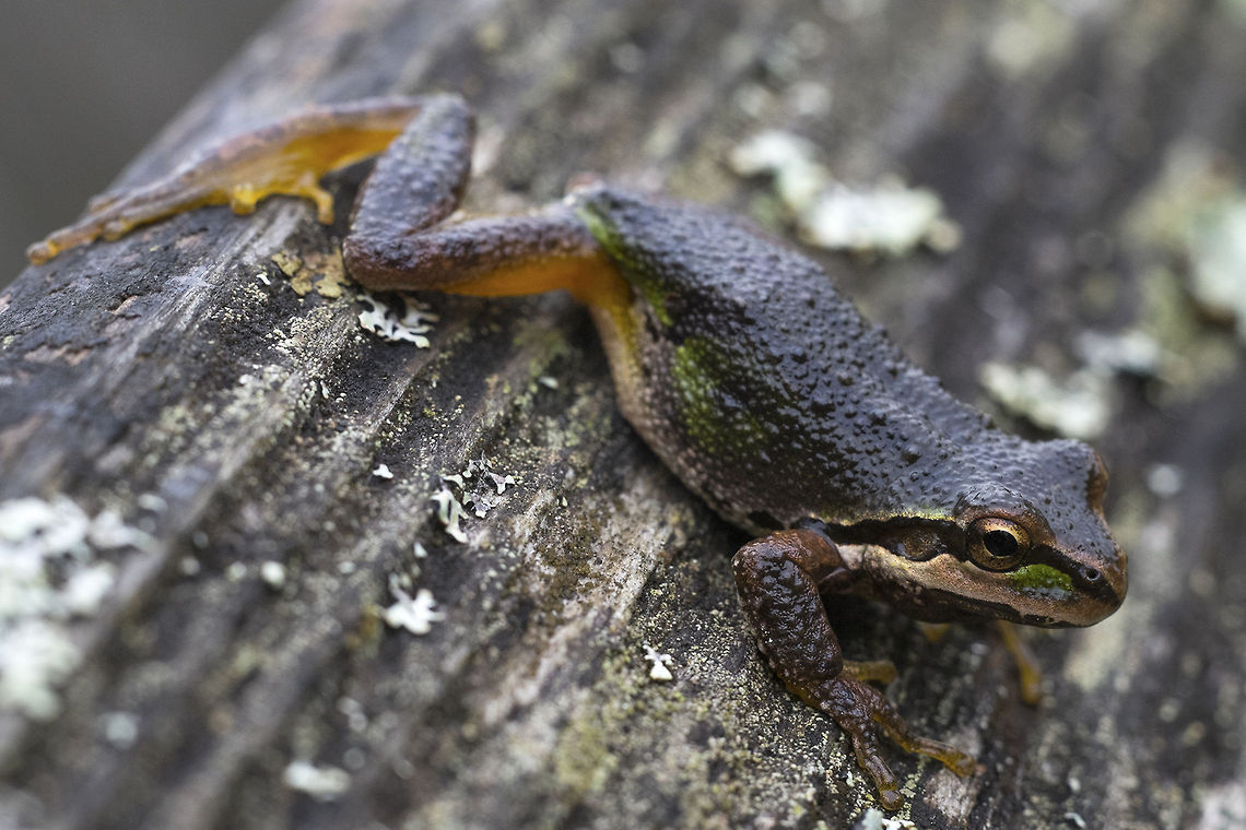 Pacific Chorus Frog I could hear these little guys all over, but I figured I&#039;d never see one - then I came across 2 in about 50 feet. They were quite calm and seemed to enjoy climbing up into my hand (presumably because it was warm). Geotagged,Pacific tree frog,Pseudacris regilla,United States