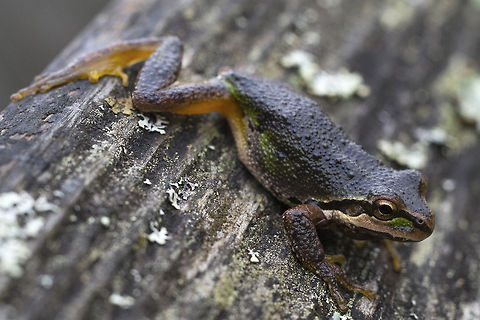 Pacific Chorus Frog I could hear these little guys all over, but I figured I'd never see one - then I came across 2 in about 50 feet. They were quite calm and seemed to enjoy climbing up into my hand (presumably because it was warm). Geotagged,Pacific tree frog,Pseudacris regilla,United States