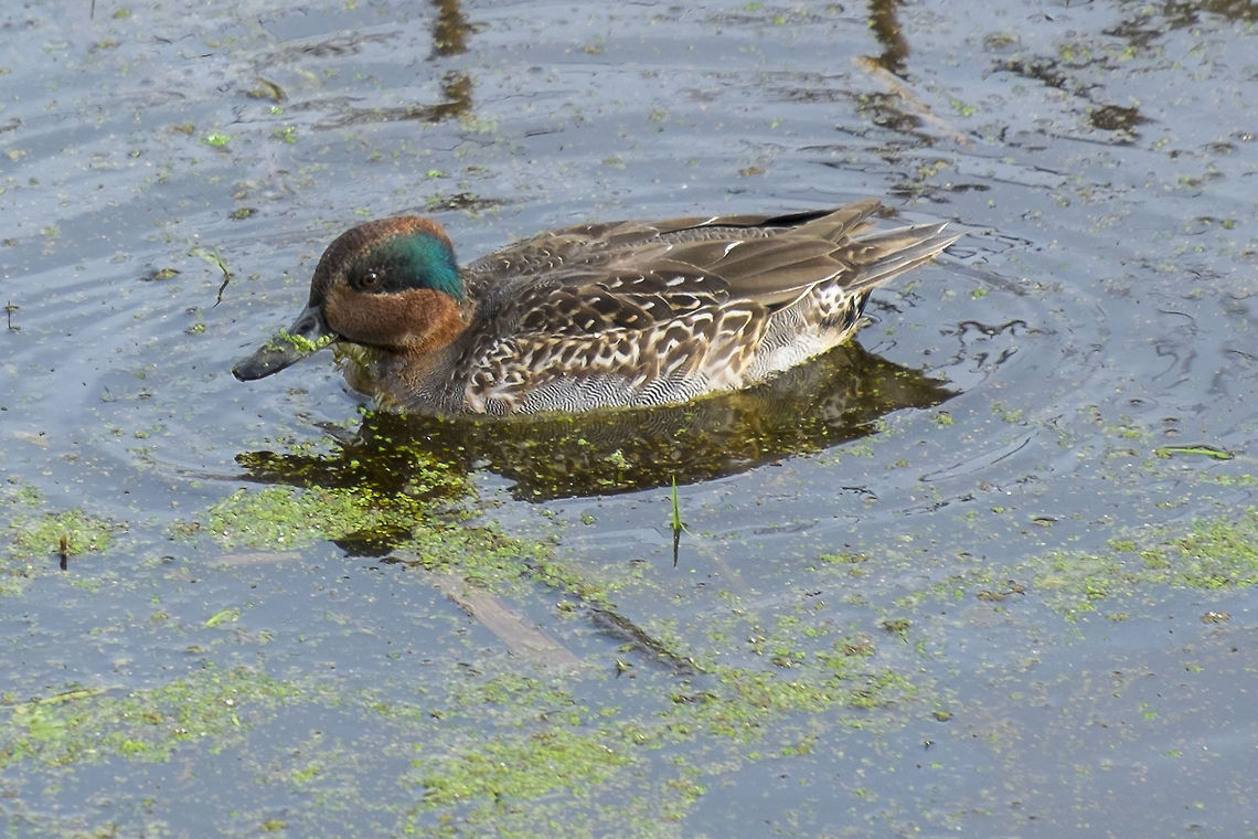 Green Wing Teal, young male  Anas carolinensis,Anas crecca,Eurasian Teal,Geotagged,Green-winged teal,United States