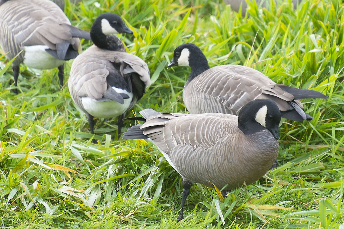 Cackling Goose Imagine my surprise when I did a little research (prompted by a sign at the park) and found out that these were not Canada Geese. Apparently these smaller look alikes have recently been found to be a separate species. They are recognized by their smaller size, smaller beak and shorter neck. Branta hutchinsii,Cackling goose,Geotagged,United States