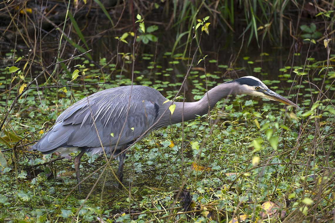 Blue Heron stalking frogs  Ardea herodias,Geotagged,Great Blue Heron,United States