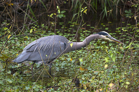 Blue Heron stalking frogs  Ardea herodias,Geotagged,Great Blue Heron,United States