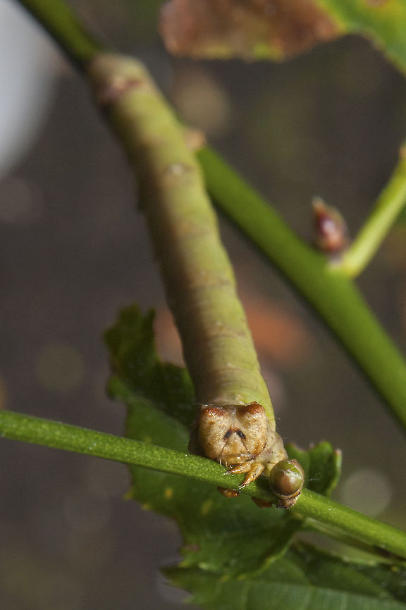 Cleft Headed Looper Caterpillar for the peppered moth Biston betularia,Geotagged,Peppered moth,United States