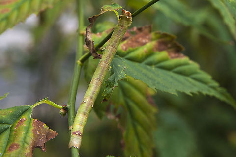 No one here but us sticks... Peppered moth caterpillar. Crazy thing - I first noticed this caterpillar on Monday. I took my small camera down, but didn't manage to get a sharp photo. When I walked by today there he was - in exactly the same spot, so I grabbed the good camera and came back for a second go.  Biston betularia,Geotagged,Peppered moth,United States
