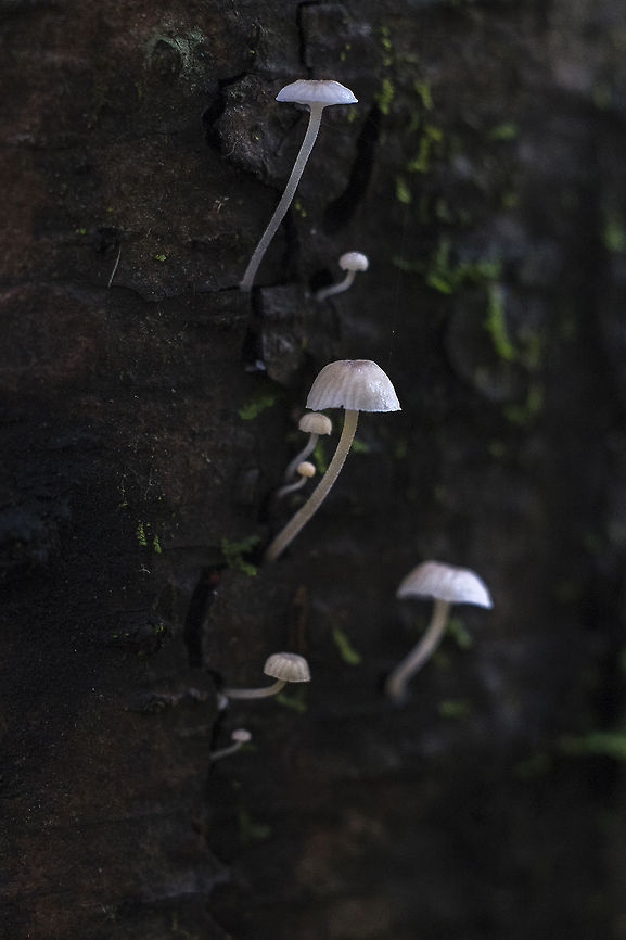 Frosty Bonnet  Geotagged,Mycena adscendens,United States