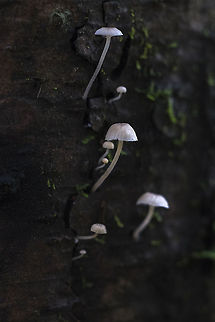 Frosty Bonnet  Geotagged,Mycena adscendens,United States