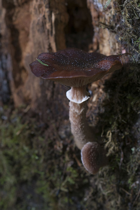 brown mushrooms brown mushrooms growing on deadwood. They have the remains of a veil on the stalk. Armillaria solidipes,Geotagged,United States