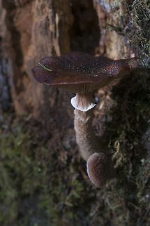 brown mushrooms brown mushrooms growing on deadwood. They have the remains of a veil on the stalk. Armillaria solidipes,Geotagged,United States