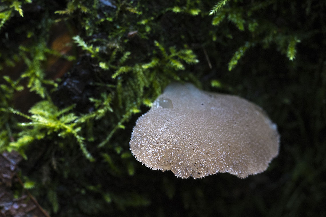 Toothed Jelly Fungus  Geotagged,Pseudohydnum gelatinosum,United States