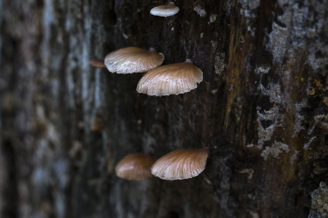 Tiny Scallop shell mushrooms Pleurotopsis longinqua<br />
<a href="http://mushroomobserver.org/image/show_image/123688?obs=59947" rel="nofollow">http://mushroomobserver.org/image/show_image/123688?obs=59947</a> Geotagged,Pleurotopsis longinqua,United States