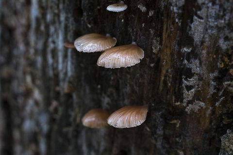Tiny Scallop shell mushrooms Pleurotopsis longinqua
http://mushroomobserver.org/image/show_image/123688?obs=59947 Geotagged,Pleurotopsis longinqua,United States