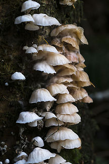 White fluted mushrooms These resemble pinwheel mushrooms, but are much, much larger. I haven't found a good match yet. Maybe Mycena Alba? Geotagged,Marasmiellus candidus,United States