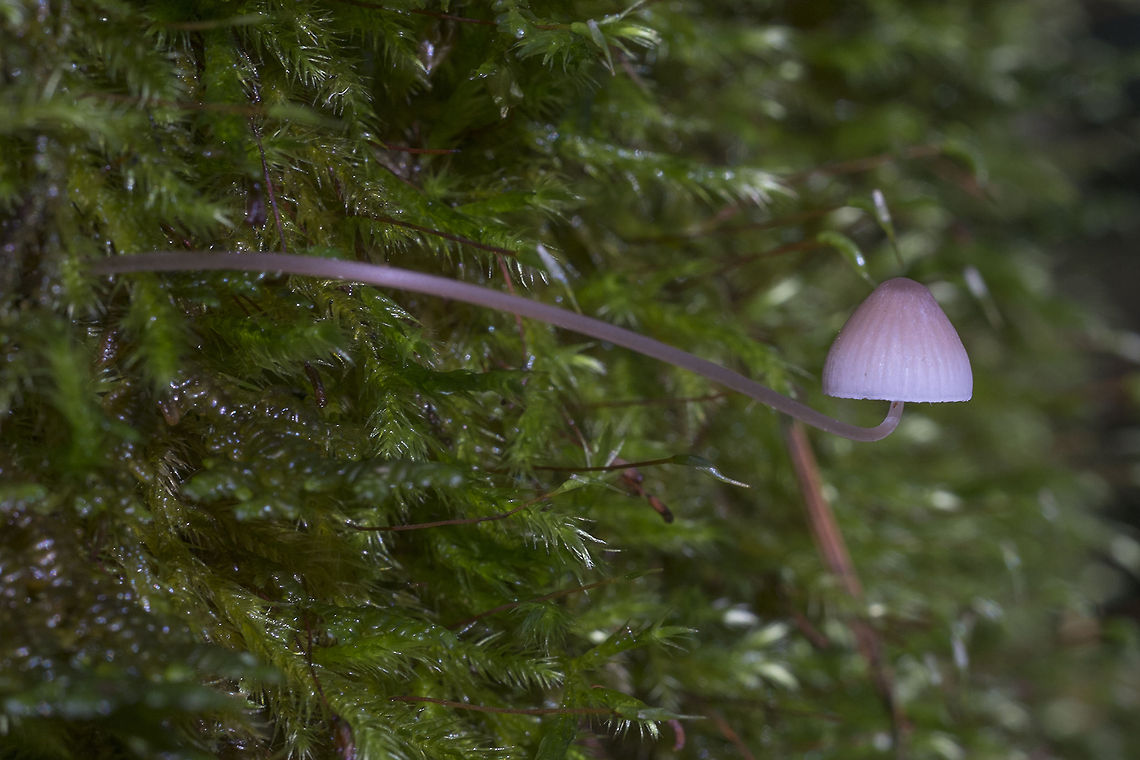 Tiny Pink Mycena  Geotagged,United States