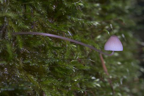 Tiny Pink Mycena  Geotagged,United States