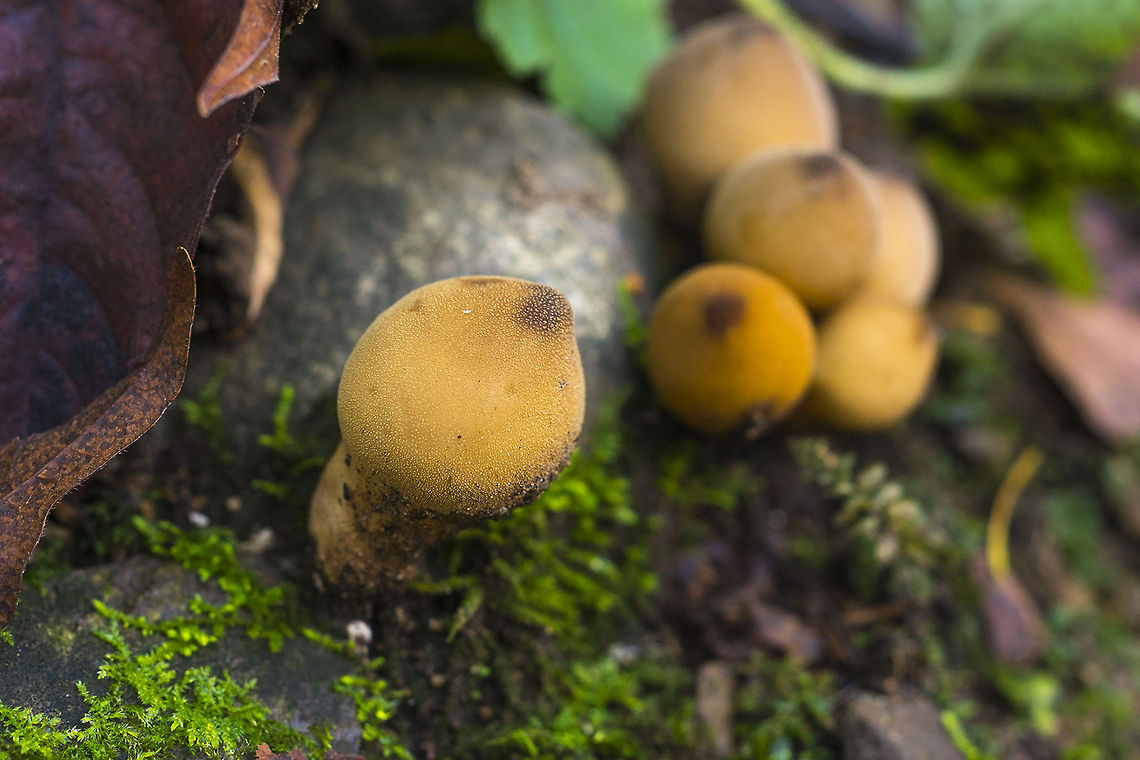 Wolf Fart Puffball lol&hellip; this is also called the Pear Shaped Puffball, but Wolf Fart is a lot more fun.. Geotagged,Lycoperdon pyriforme,Pear-shaped Puffball,United States
