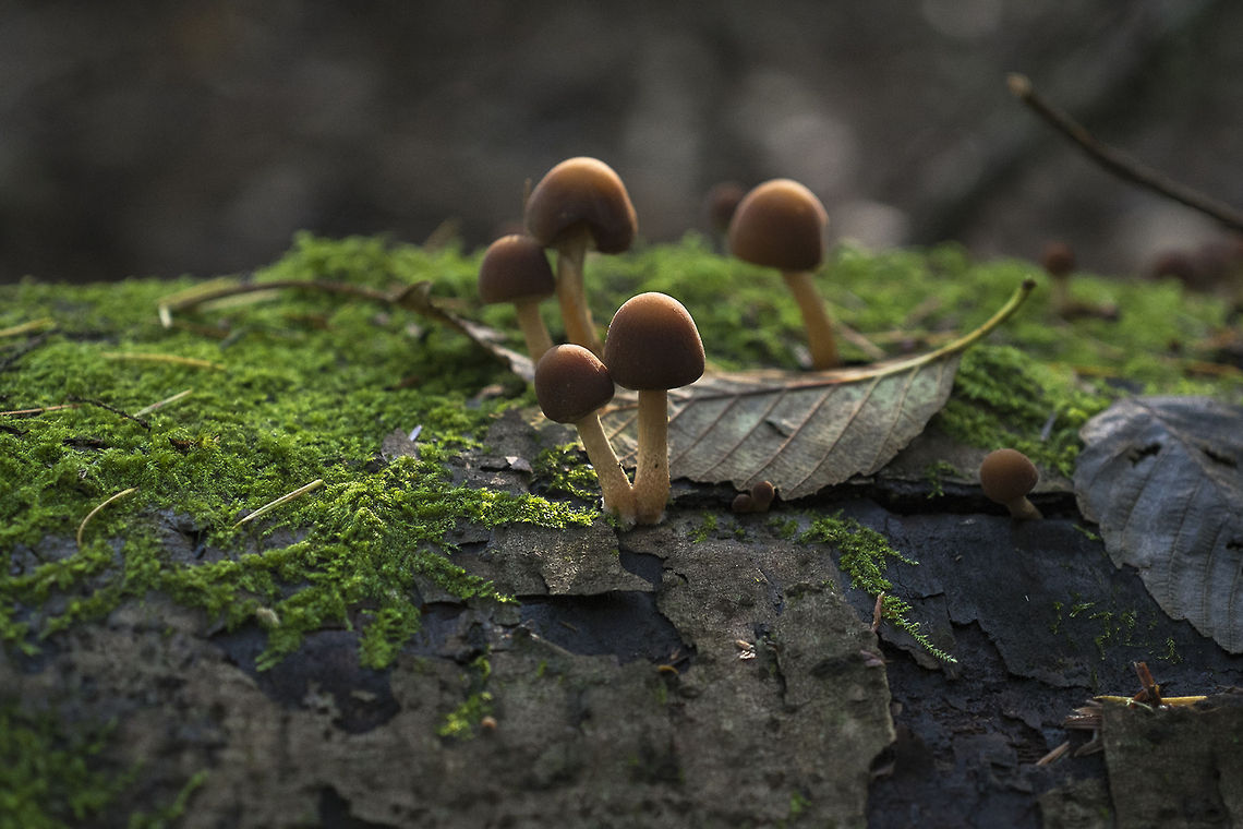 Young mushrooms probably baby galerinas Geotagged,United States