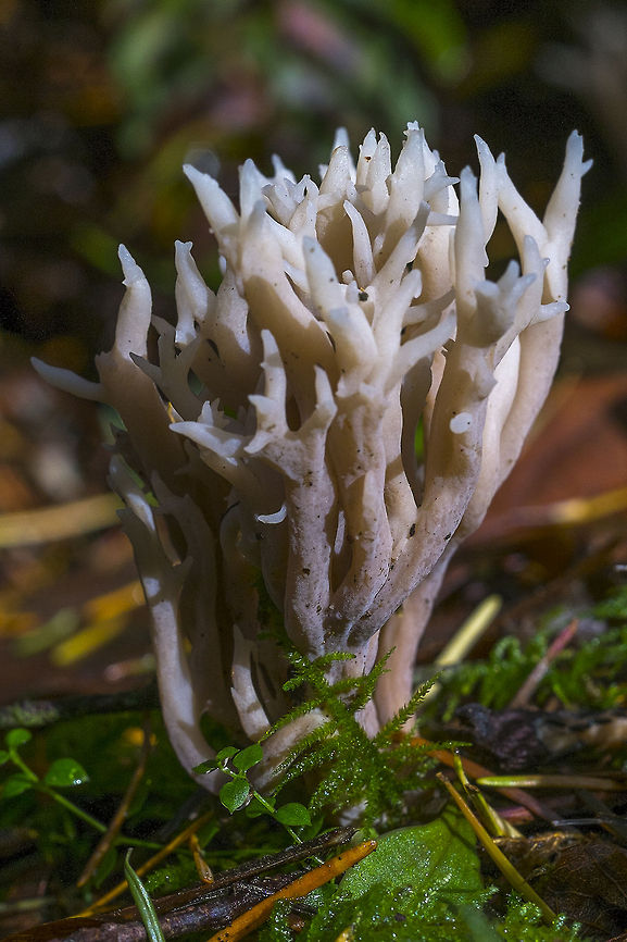 White Coral Mushroom  Geotagged,United States
