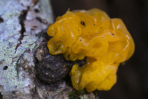 Witch's Butter mushroom Today was jelly mushroom day!  Dacrymyces palmatus,Geotagged,Tremella aurantia,United States