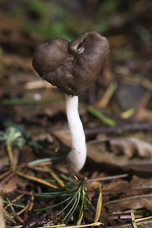 Brown Elfin Saddle  Geotagged,Helvella elastica,United States